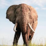 Strona Główna elephant, nature, wildlife, safari, animal, mammal, pachyderm, trunk, man, africa, wilderness, india, cute